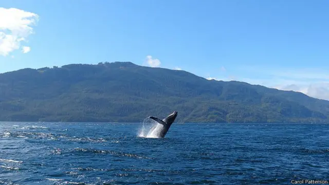 Косатка у берегов острова Ванкувер