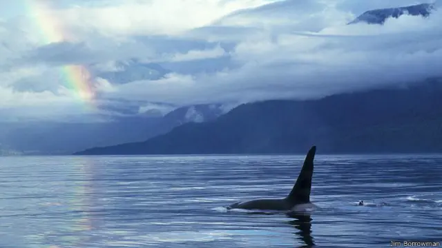 Косатка и радуга