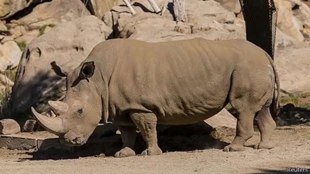 Amahembe ya rhinoceros agurwa amahera menshi cane ku bayaronderako imiti muri Aziya