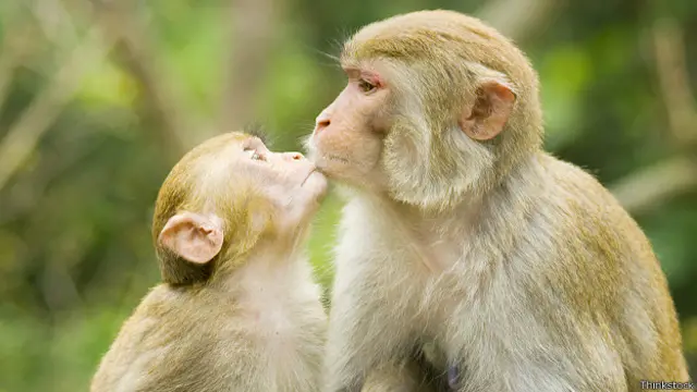 Обезьяны целуются