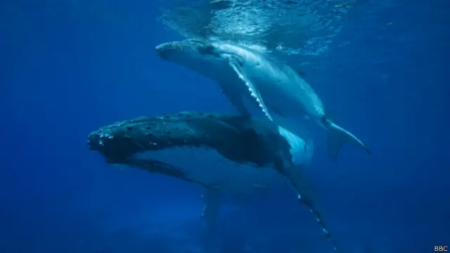 Ballenas