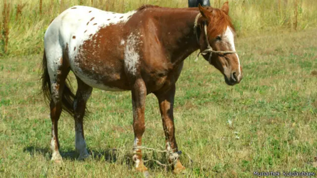 Тушалып отко кое берилген чаар ат.