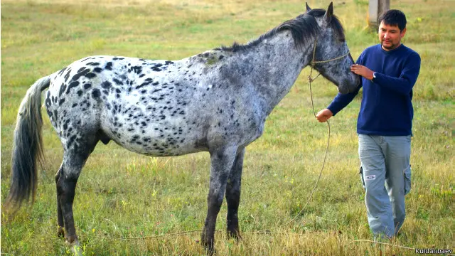 Мунарбек Кулданбаев чаар жылкысы менен. 