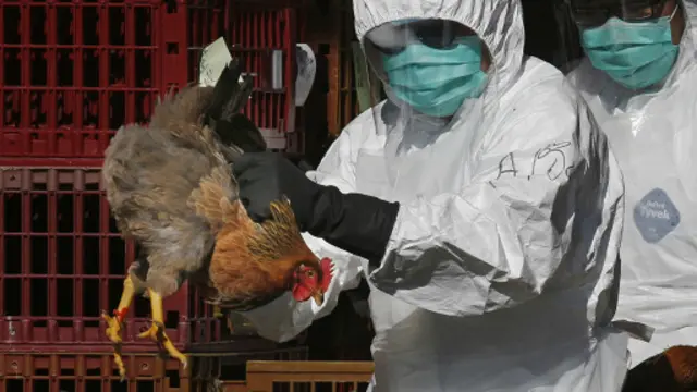 Le gouvernement burkinabé a déclaré que des cas de grippe aviaire de type H5N1 ont été décelés dans le pays.