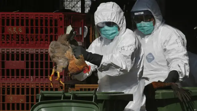 香港环境卫生人员在长沙湾家禽批发市场扑杀活鸡（31/12/2014）