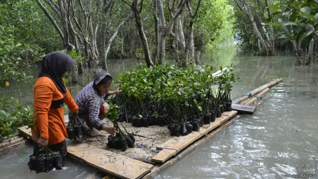 NAS meneliti lebih dari 3.000 hutan bakau di Asia Tenggara.
