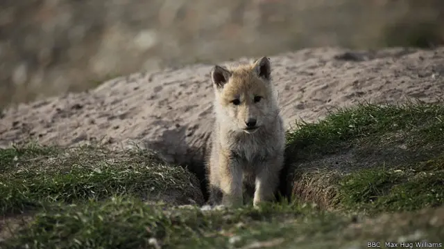 Юные волки бывают смелыми и любопытными 