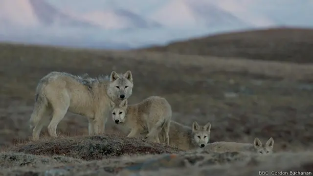 Волчья семья держится вместе