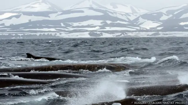 درس الباحثون الحيتان في المياه الباردة قبالة جزر كوماندرز النائية شرقي روسيا