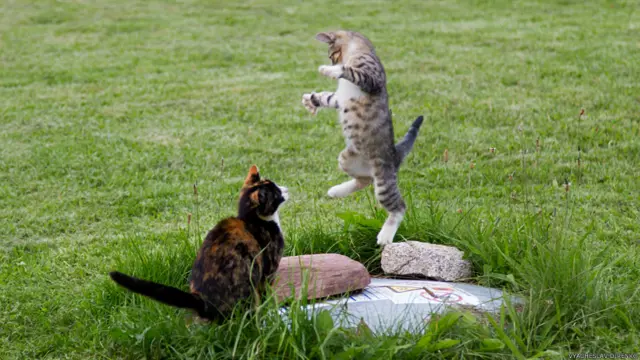 Фото: Вячеслав Диренко