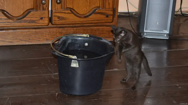 Фото: Урсула