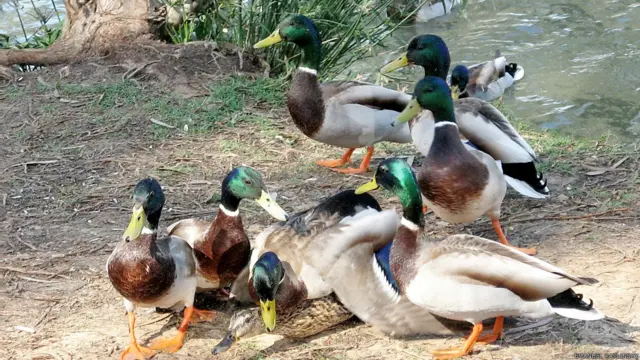 Фото: Эмануиль Каплинский