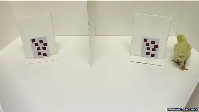 मुर्गी का चूज़ा