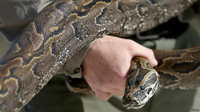 Pria itu mengaku memakan ular piton itu untuk kebutuhan pengobatan dirinya.