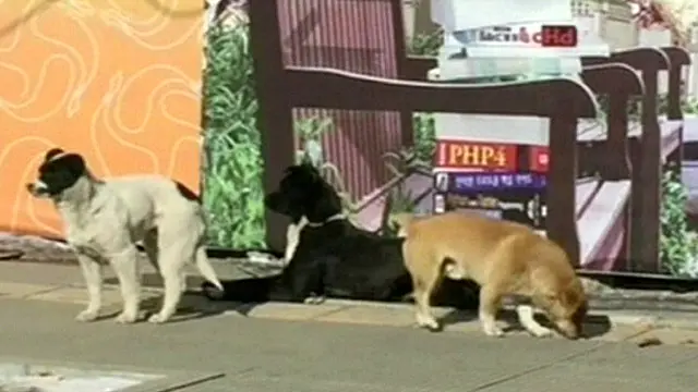 چین کے شہر یولن میں یہ تقریب ہرسال اس وقت منائی جاتی ہے جب سوج خط استوا سے سب سے زیادہ دور ہوتا ہے