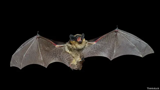 Летучая мышь