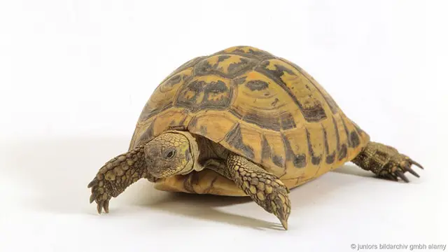 Балканская черепаха