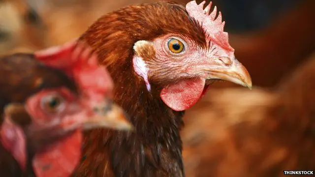 當局表示已經採取了果斷措施，以防止禽流感蔓延。