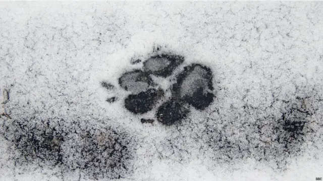 За словами пана Гащака, в Зоні повно звірини: олені, дикі коні, вовки (чий слід на фото), лисиці, зайці і навіть ведмеді. Але побачити тварин непросто. Вони майстерно ховаються, чуючи наближення людей. 