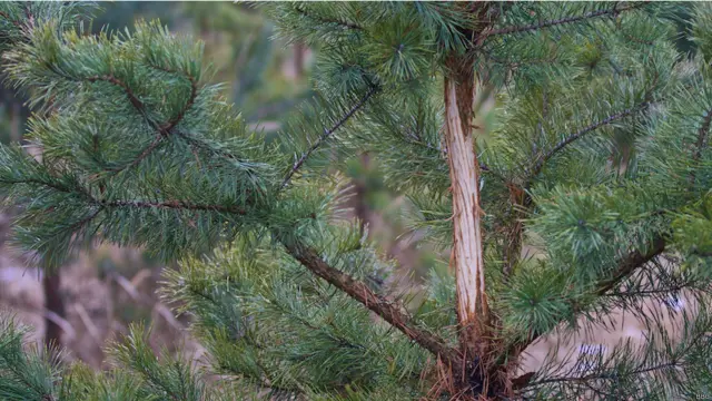 Кору на цій молодій ялинці об'їв, скоріш за все, олень. 