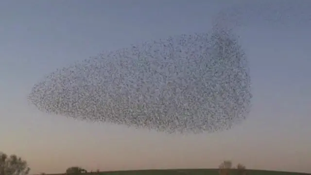 اس تحقیق سے اندازہ لگایا گیا ہے ہجرت کرنے والے پرندے کیسے اتنے لمبے فاصلے تک اڑتے ہیں