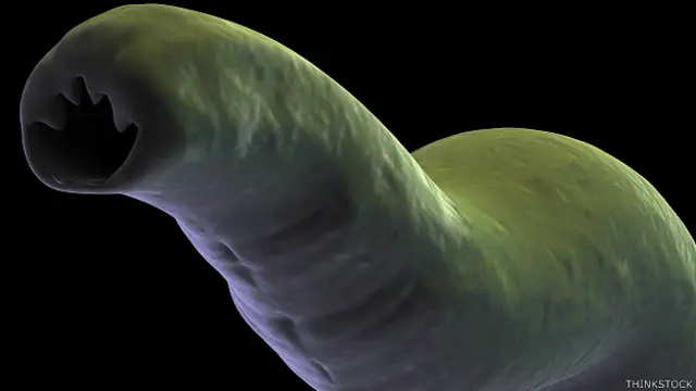 हुकवर्म