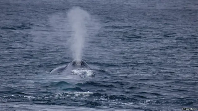 Ballena azul