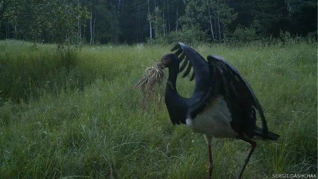 Чорний лелека