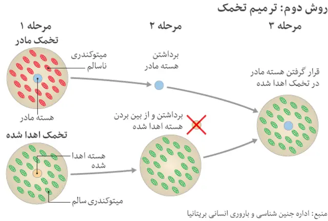۱) تخمک ها از مادری که میتوکندری ناقص دارد و از فرد اهدا کننده با میتوکندری سالم گرفته می شود ۲) بیشتر ماده ژنتیکی از هر دو تخمک خارج می شود ۳) ماده ژنتیکی مادر به داخل تخم اهدا شده تزریق می شود که توسط اسپرم بارور خواهد شد