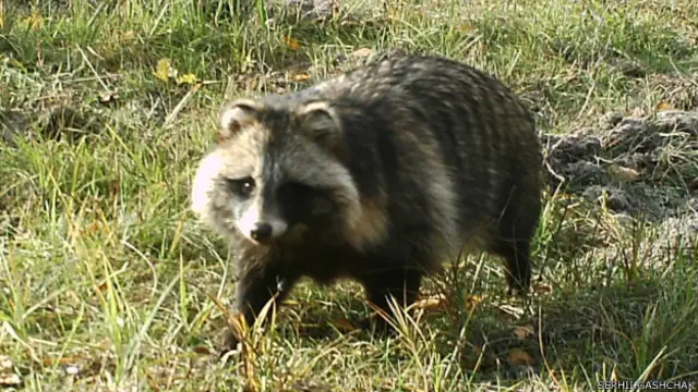 Єнотовидна собака