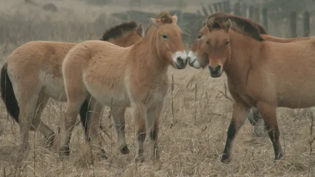 Коні Пржевальського