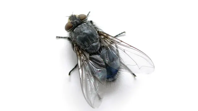 Hiện chưa rõ có con ruồi trong sản phẩm của Tân Hiệp Phát hay không (hình ảnh chỉ mang tính minh họa)