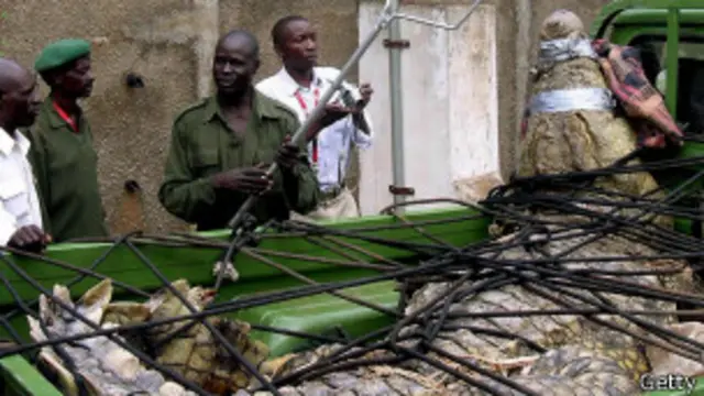 No era la primera vez que los vecinos veían un cocodrilo de dimensiones considerables.