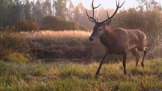 У Зоні багато оленів - за підрахунками Сергія Гащака, не менше 1,5 тисячі. 