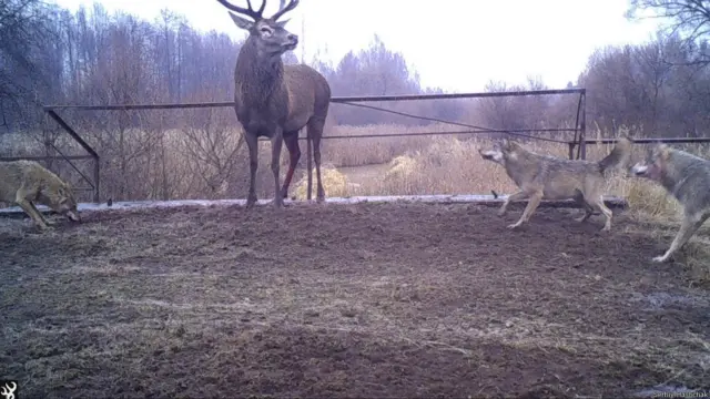 Унікальне фото, на якому видно полювання зграї вовків на оленя. Боротьба тривала прямо перед фотопасткою. Олень протримався два дні. 