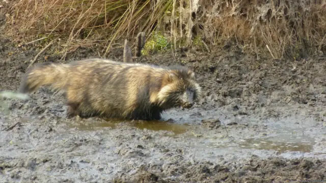 Єнотовидний собака жив на цих землях сотні років тому, тож легко адаптувався тут знову.