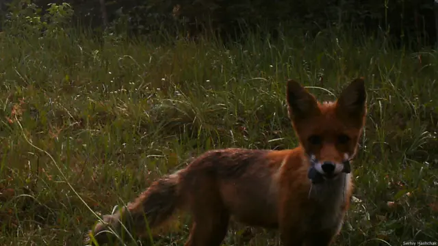 Відколи з цих земель пішли люди, тварини почуваються тут справжніми господарями. 