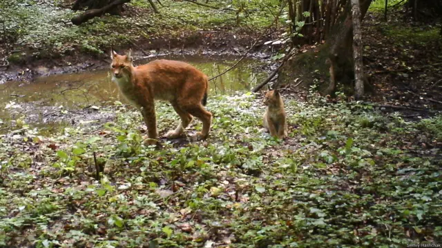 Рись із рисеням улітку.