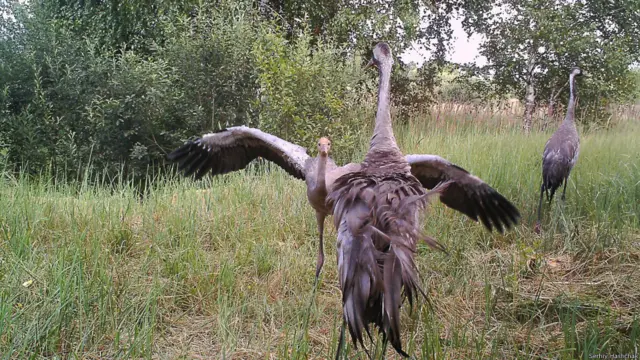 Не бракує в цих лісах і птахів. Чорні журавлі не люблять сусідства з нашим видом і поселилися тут замість білих журавлів, які покинули Зону разом з людьми.