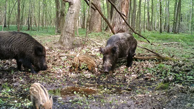 За кілька років після аварії, в 1990-х, у Зоні різко зросла популяція диких свиней. Нині їх природним чином поменшало. 