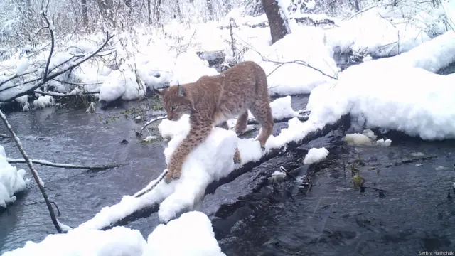 Узимку ці тварини теж доволі активні. 