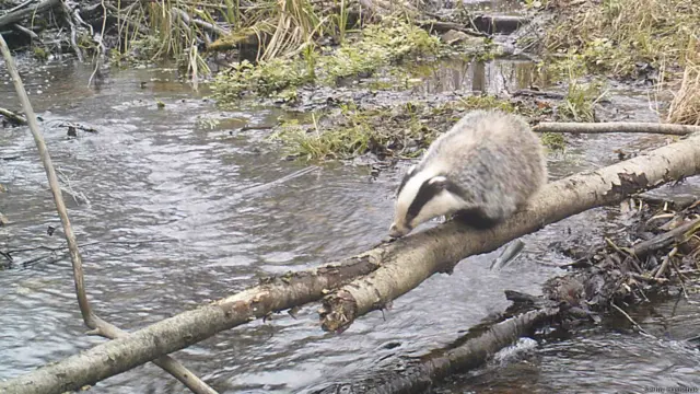 Борсукам теж добре ведеться в Зоні. Вони люблять рити нори під закинутими людськими житлами, яких тут не бракує. 