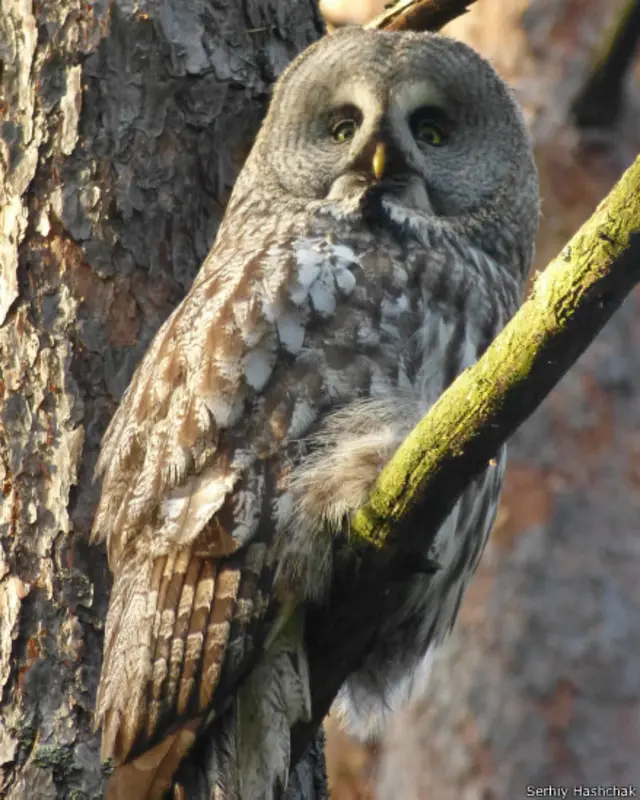 Але якщо дивитися зблизька, то схожість з ангелом видається дещо перебільшеною. Всі фото: Сергій Гащак, Чорнобильський центр, www.chornobyl.net. 