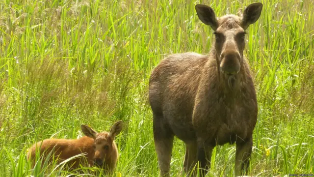 Пастки розвішують на стовбурах дерев. Деякі звірі, приміром лосі, іноді люблять їх облизувати. 