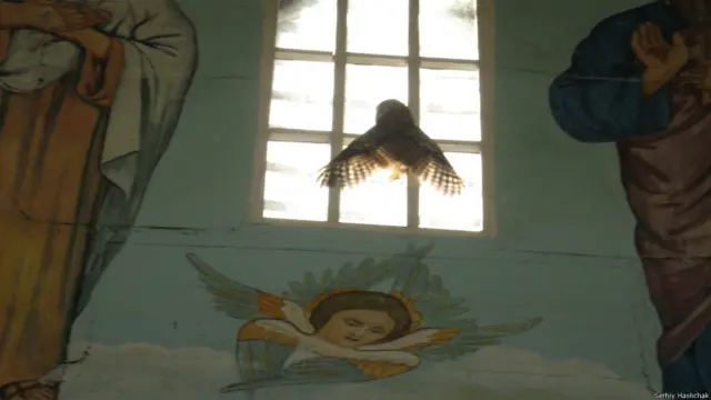 Цю сову Сергій Гащак сфотографував у закинутій дерев'яній церкві в селі Красне. Зоолог каже, що вона схожа на ангела. 