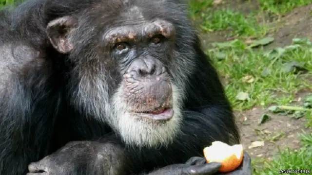 تغيرت الإشارة الصوتية للقردة، لكن حبها للتفاح لم يتغير