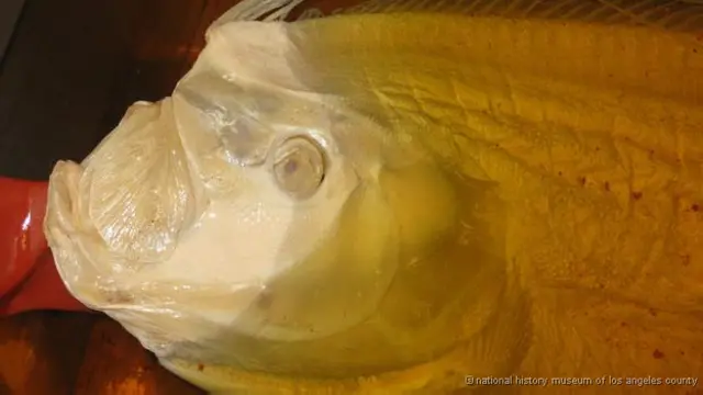 Peixe-remo conservado