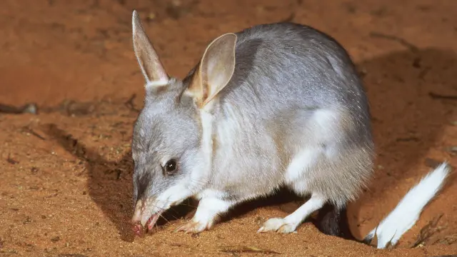 bilby
