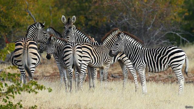 Зебры далеко не всегда демонстрируют гостеприимство