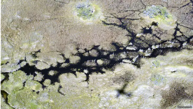 львы в африке